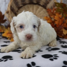Cockapoo Puppy Aiden