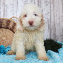 Cockapoo Puppy Aiden