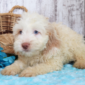 Cockapoo Puppy Aiden