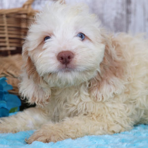Cockapoo Puppy Aiden