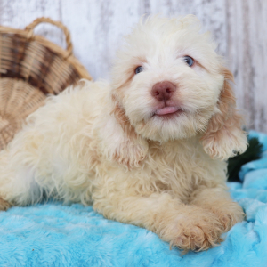 Cockapoo Puppy Aiden