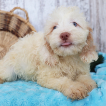 Cockapoo Puppy Aiden