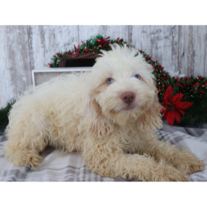 Cockapoo Puppy Aiden