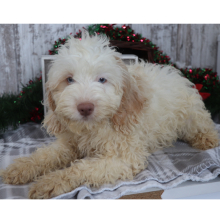 Cockapoo Puppy Aiden