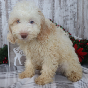 Cockapoo Puppy Aiden