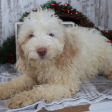 Cockapoo Puppy Aiden