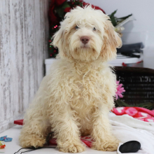 Cockapoo Puppy Aiden