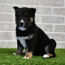Shiba Inu Puppy Mika