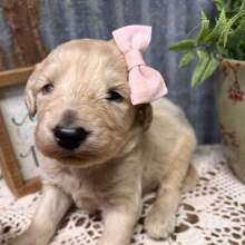 Labradoodle Puppy Bella
