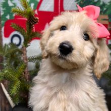 Labradoodle Puppy Bella