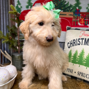 Labradoodle Puppy Bella