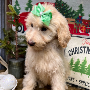 Labradoodle Puppy Bella