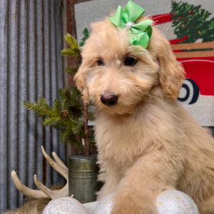 Labradoodle Puppy Bella