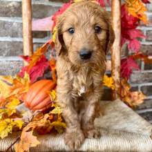Goldendoodle Puppy Theo