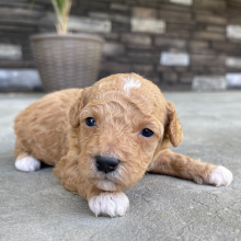 Bichonpoo Puppy Dex