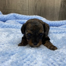 Havapoo Puppy Nico