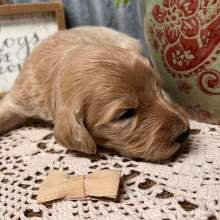 Labradoodle Puppy Queen