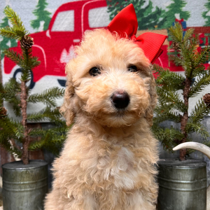 Labradoodle Puppy Queen