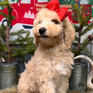 Labradoodle Puppy Queen
