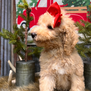 Labradoodle Puppy Queen