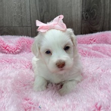 Havanese Puppy Mia