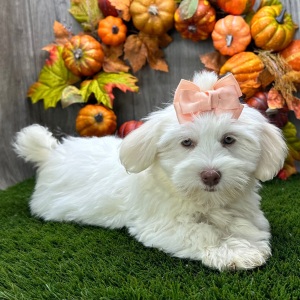Havanese Puppy Mia
