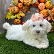 Havanese Puppy Mia