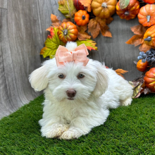 Havanese Puppy Mia