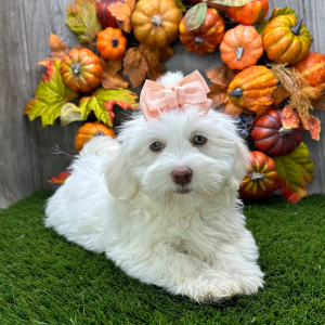 Havanese Puppy Mia