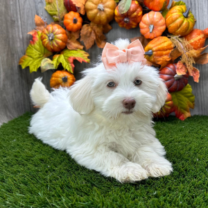 Havanese Puppy Mia
