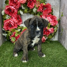Boxer Puppy Hal