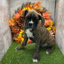 Boxer Puppy Hal
