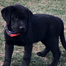 Labrador Retriever Puppy Myya