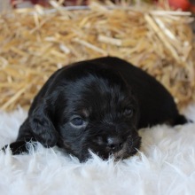 Cocker Spaniel Puppy Jed