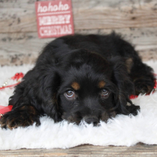 Cocker Spaniel Puppy Jed
