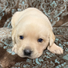 Labrador Retriever Puppy Leia