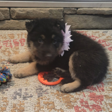 German Shepherd Dog Puppy Reba