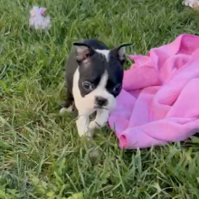 Boston Terrier Puppy Rayne