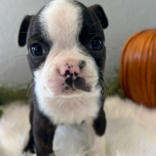 Boston Terrier Puppy Dillon