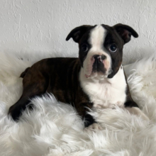 Boston Terrier Puppy Dillon