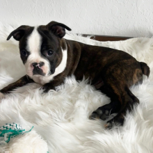 Boston Terrier Puppy Dillon