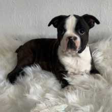 Boston Terrier Puppy Dillon