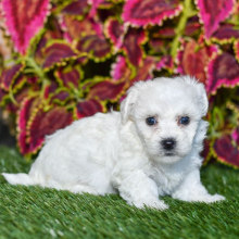 Bichon Frise Puppy Sharlet