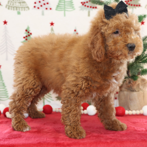 Goldendoodle Puppy Breanna