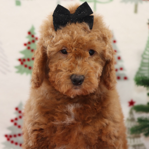Goldendoodle Puppy Breanna