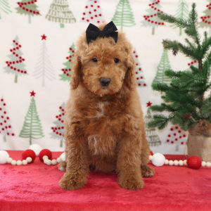 Goldendoodle Puppy Breanna