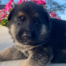 German Shepherd Dog Puppy Lance