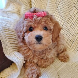 Poodle Puppy Penelope