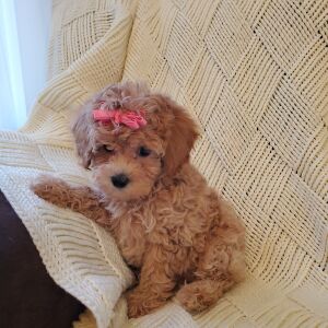 Poodle Puppy Penelope