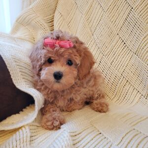Poodle Puppy Penelope
